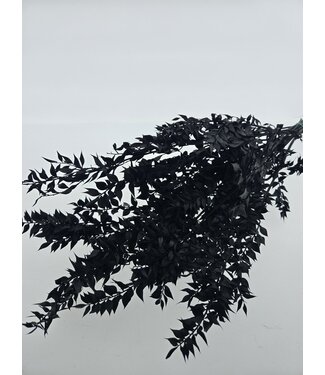 Casa Alegria Ruscus noir préservé fleurs séchées | Longueur ± 65 centimètres | Poids ± 100 grammes