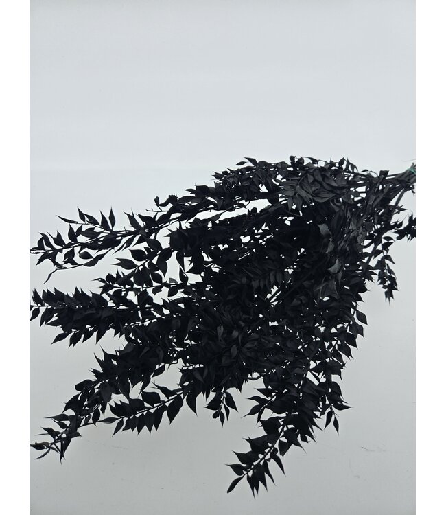 Ruscus préservé noir fleurs séchées | Longueur ± 65 centimètres | Poids ± 100 grammes