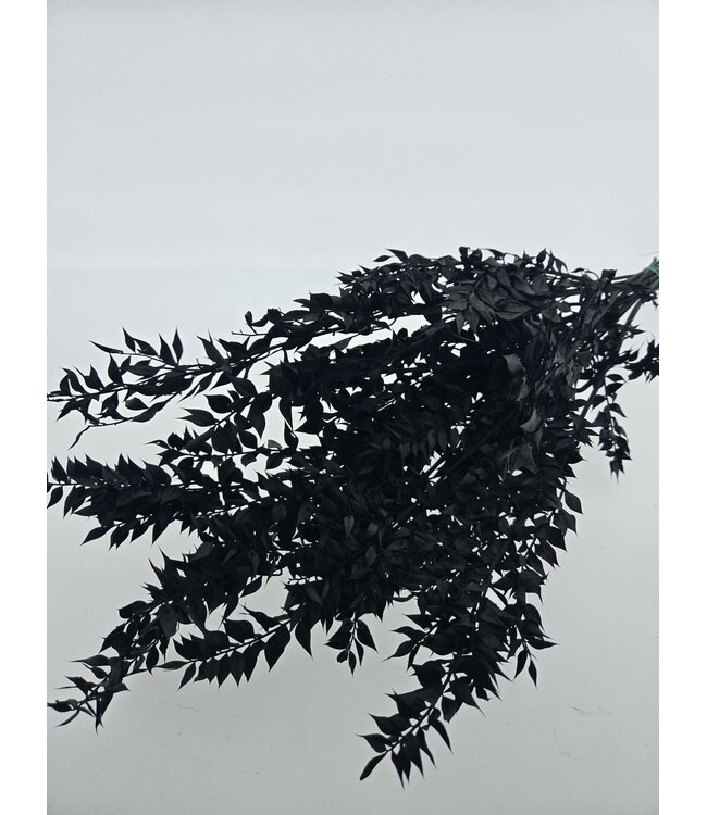 Ruscus préservé noir fleurs séchées | Longueur ± 65 centimètres | Poids ± 100 grammes