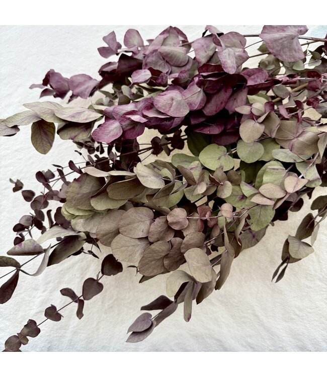 Rot-grüne Eucalyptus Cinerea Trockenblumen | Länge ± 65 Zentimeter | Gewicht ± 150 Gramm