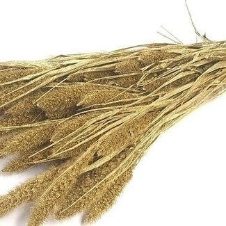 Dutch Dried Goudkleurige Setarea droogbloemen | Lengte ± 70 centimeter | Gewicht ± 150 gram