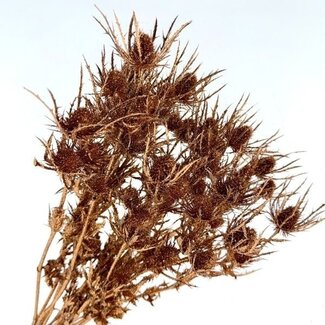 Dutch Dried Koperkleurige Eryngium droogbloemen | Met Glitters | Lengte ± 60 centimeter | Gewicht ± 100 gram
