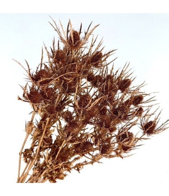 Eryngium séchées couleur cuivre | Avec paillettes | Longueur ± 60 centimètres | Poids ± 100 grammes
