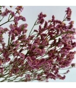 Dutch Dried Altrosa Limonium Diamond Konservierte Blumen | Länge ± 65 Zentimeter | Gewicht ± 100 Gramm