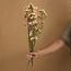Statice Sinuata séchées couleur saumon | Longueur ± 70 centimètres | Poids ± 75 grammes