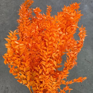 Dutch Dried Oranje Ruscus droogbloemen | Lengte ± 65 centimeter | Gewicht ± 100 gram