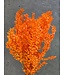 Orange Ruscus dried flowers | Length ± 65 centimetres | Weight ± 100 grams