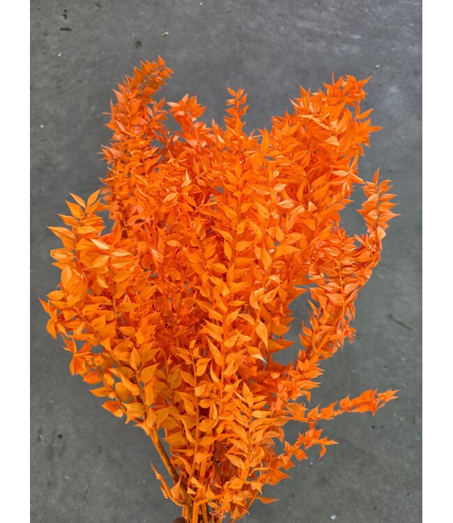 Oranger Ruscus Trockenblumen | Länge ± 65 Zentimeter | Gewicht ± 100 Gramm