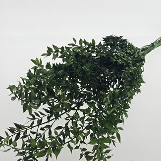 Casa Alegria Groene gepreserveerde Ruscus droogbloemen  | Lengte ± 65 centimeter | Gewicht ± 100 gram
