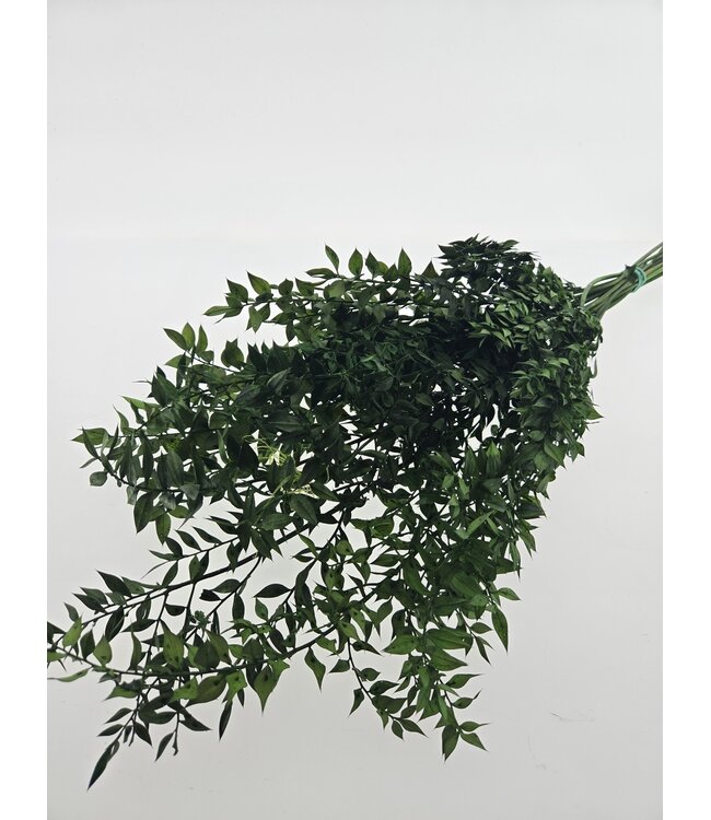 Ruscus préservé vert fleurs séchées | Longueur ± 65 centimètres | Poids ± 100 grammes