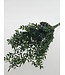 Ruscus préservé vert fleurs séchées | Longueur ± 65 centimètres | Poids ± 100 grammes