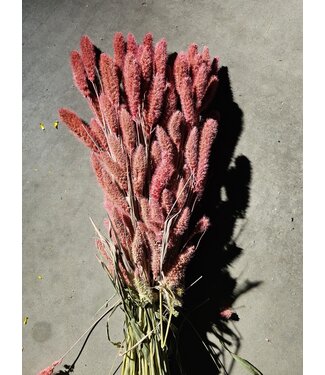 Dutch Dried Pink Setarea dried flowers | Length ± 70 centimetres | Weight ± 150 grams