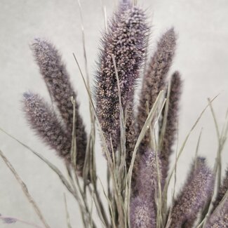 Dutch Dried Frosted Milka Setarea fleurs séchées | Longueur ± 70 centimètres | Poids ± 150 grammes