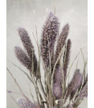 Dutch Dried Frosted Milka Setarea dried flowers | Length ± 70 centimetres | Weight ± 150 grams