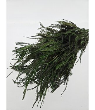 Casa Alegria Green bleached and preserved Fern | Length ± 60 centimetres | Weight ± 100 grams