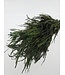 Green bleached and preserved Fern | Length ± 60 centimetres | Weight ± 100 grams