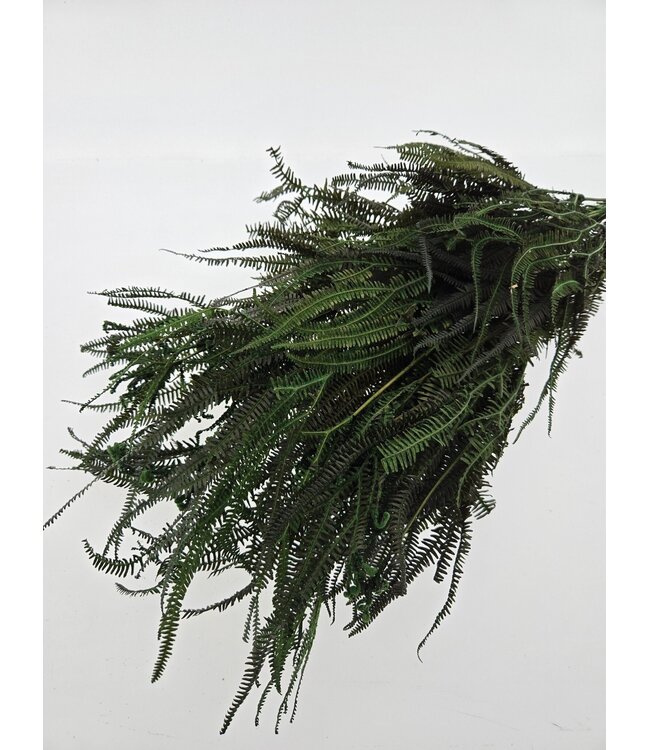 Green bleached and preserved Fern | Length ± 60 centimetres | Weight ± 100 grams