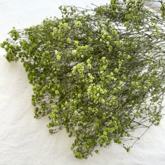 Dutch Dried Gypsophile séchée vert pomme | Gypsophile séchée | Longueur ± 65 centimètres | Par 5 tiges