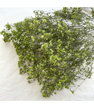 Dutch Dried Gypsophile séchée vert pomme | Gypsophile séchée | Longueur ± 65 centimètres | Par 5 tiges