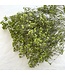 Gypsophile séchée vert pomme | Gypsophile séchée | Longueur ± 65 centimètres | Par 5 tiges
