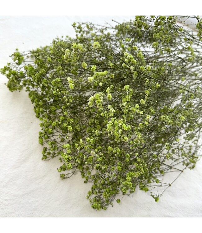 Gypsophile séchée vert pomme | Gypsophile séchée | Longueur ± 65 centimètres | Par 5 tiges