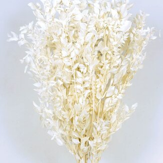 Casa Alegria Wit gebleekte en gepreserveerd  Ruscus droogbloemen  | Lengte ± 65 centimeter | Gewicht ± 100 gram