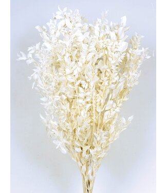 Casa Alegria Ruscus blanchi et préservé fleurs séchées | Longueur ± 65 centimètres | Poids ± 100 grammes