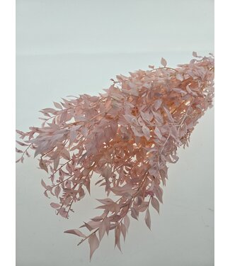 Dutch Dried Pink preserved Ruscus dried flowers | Length ± 65 centimetres | Weight ± 100 grams
