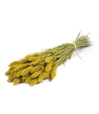 Dutch Dried Yellow Setaria dried flowers | Length ± 70 centimetres | Weight ± 150 grams