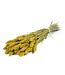 Yellow Setarea dried flowers | Length ± 70 centimetres | Weight ± 150 grams