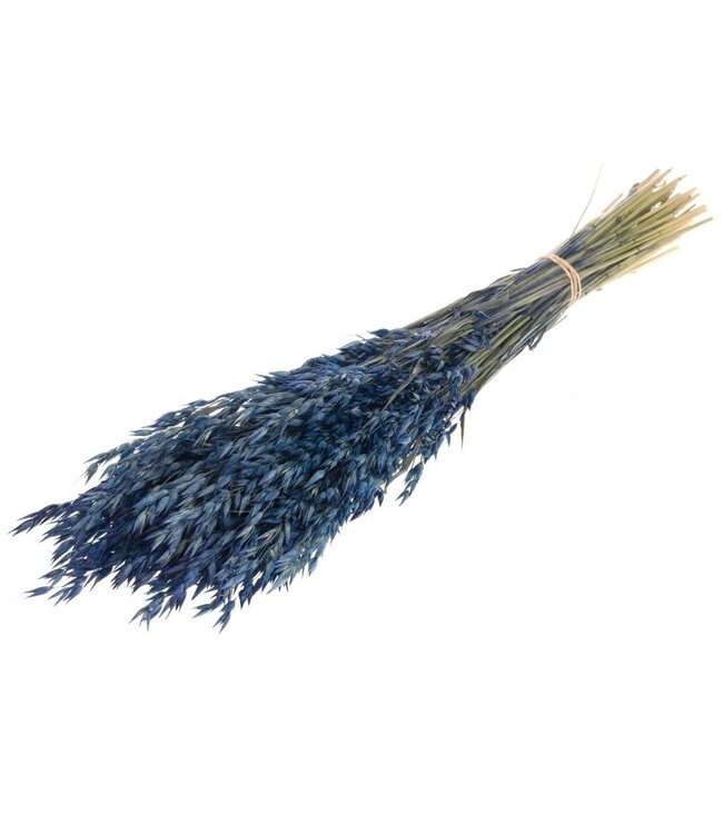 Blue Avena Oats dried flowers | Length ± 70 centimetres | Weight 150 grams