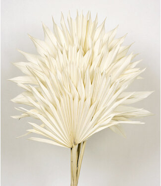 Casa Alegria Wit gebleekte Palm Sun takken | Lengte ± 60 centimeter | Per 5 takken
