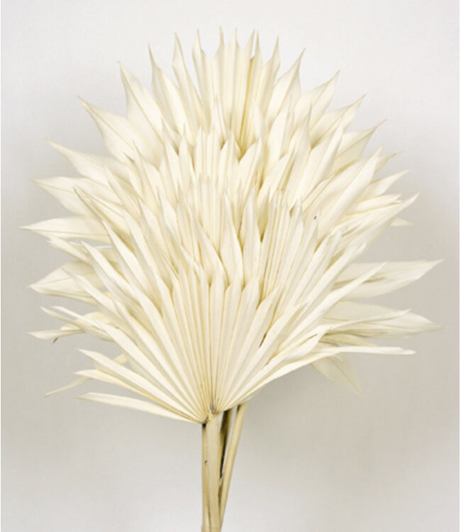 Palmes de Palm Sun blanchies | Longueur ± 60 centimètres | Par 5 branches