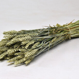 Dutch Dried Triticum vert naturel - Blé fleurs séchées | Longueur ± 70 centimètres | Poids ± 175 grammes