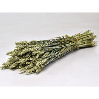 Dutch Dried Natural Green Triticum - Dried Wheat Flowers | Length ± 70 centimetres | Weight ± 175 grams