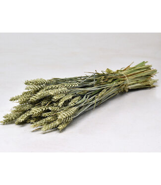 Dutch Dried Naturel groene Triticum - Tarwe droogbloemen | Lengte ± 70 centimeter | Gewicht ± 175 gram