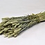 Natural green Triticum - Dried wheat flowers | Length ± 70 centimetres | Weight ± 175 grams