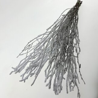 Dutch Dried Wit besneeuwde Berkentakken | Lengte ± 60 centimeter | Per 10 takken