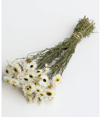 Dutch Dried Acroclinium fleurs séchées blanches naturelles | Longueur ± 45 centimètres | Poids ± 100 grammes