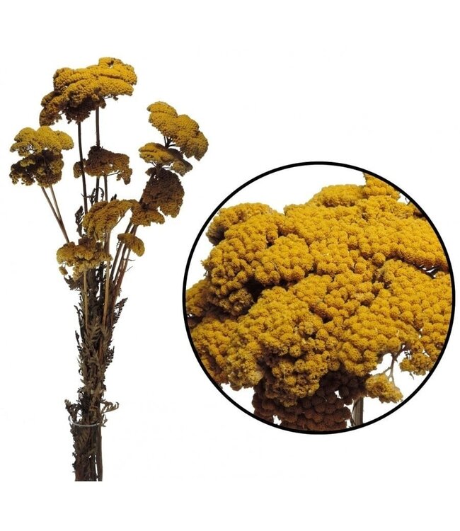 Natural yellow Achillea Filipendulina dried flowers | Length ± 65 centimetres | Weight ± 100 grams