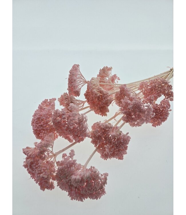 Achillea Filipendulina séchée rose blanchie | Longueur ± 65 centimètres | Poids ± 100 grammes