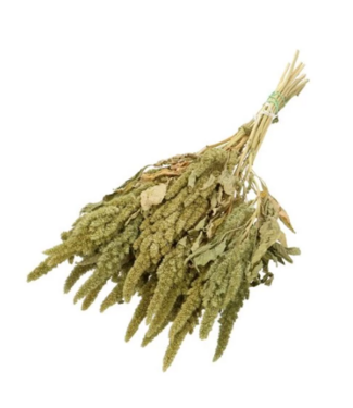 Dutch Dried Natural Green Amaranthus Cruentus Dried Flowers | Length ± 60 centimetres | Weight ± 125 grams