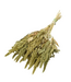 Natural green Amaranthus Cruentus dried flowers | Length ± 60 centimetres | Weight ± 125 grams