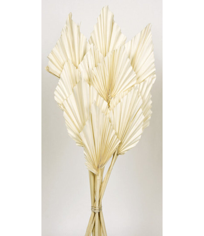 White bleached Palm Spear branches | Length ± 50 centimetres | Per 10 branches