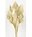 Naturelle Palm Spear branches | Longueur ± 50 centimètres | Par 10 branches