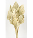 Naturelle Palm Spear branches | Longueur ± 50 centimètres | Par 10 branches