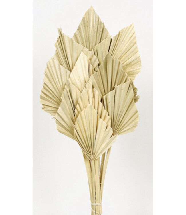 Naturelle Palm Spear branches | Longueur ± 50 centimètres | Par 10 branches