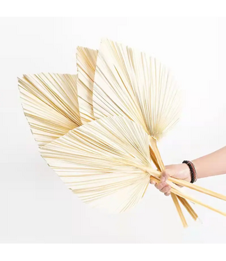 Casa Alegria Weiß gebleichte Palm Spear Gigante | Länge ± 50 Zentimeter | Pro 3 Zweige