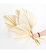 White Bleached Palm Spear Gigante | Length ± 50 centimetres | Per 3 stems