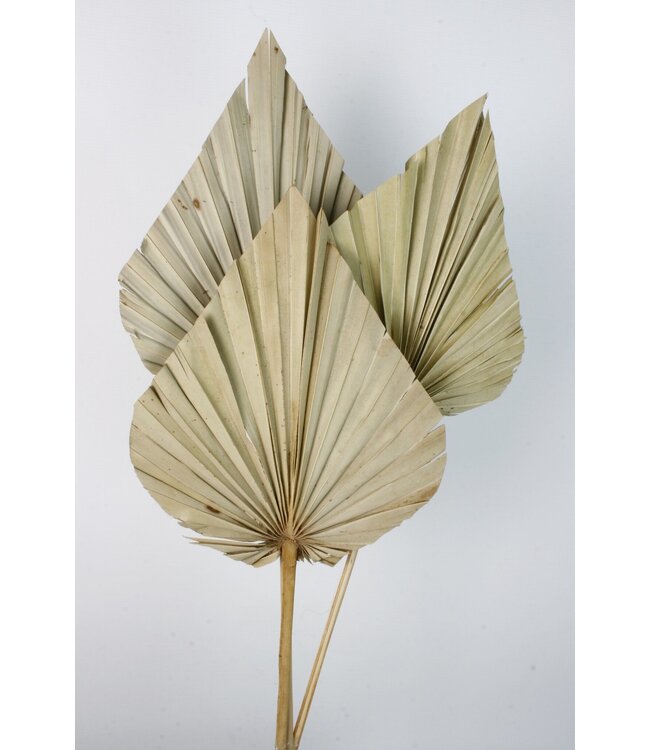 Naturelle Palm Spear Géant | Longueur ± 50 centimètres | Par 3 branches